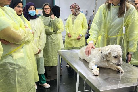 vetmedica workshops saudi arabia the equine hospital king faisal university 2023 03 06f948b1
